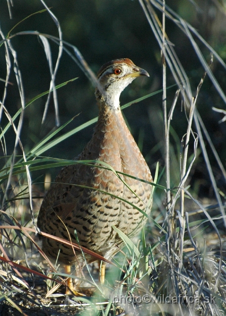 puku rsa 180.jpg - Coqui Francolin (Peliperdix coqui)